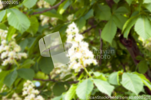 Image of blooming chestnut tree in the spring