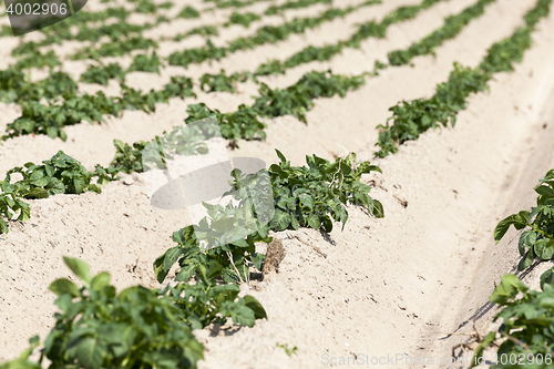 Image of Potatoes in the field