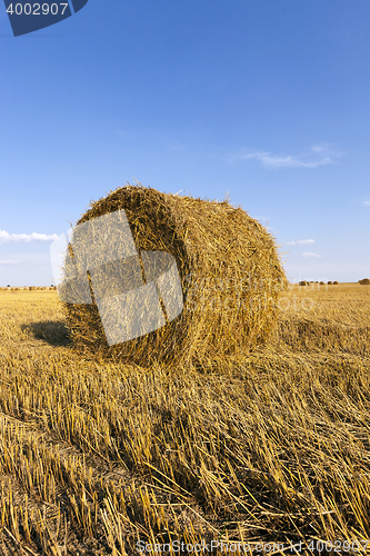 Image of field after harvesting