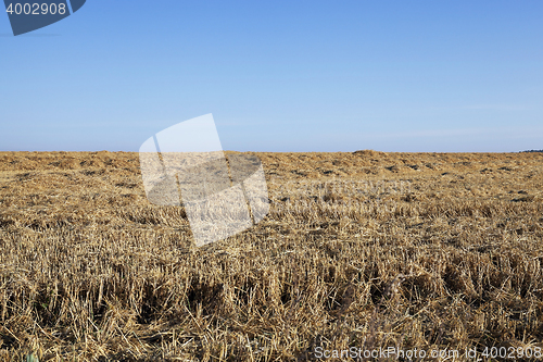 Image of agricultural field with cereal