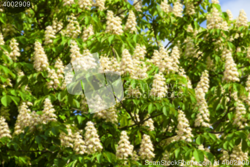 Image of blooming chestnut tree in the spring