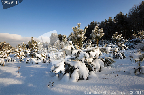 Image of small pine with snow