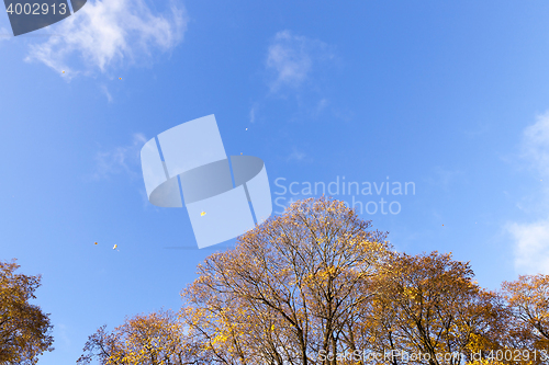 Image of yellow foliage, autumn