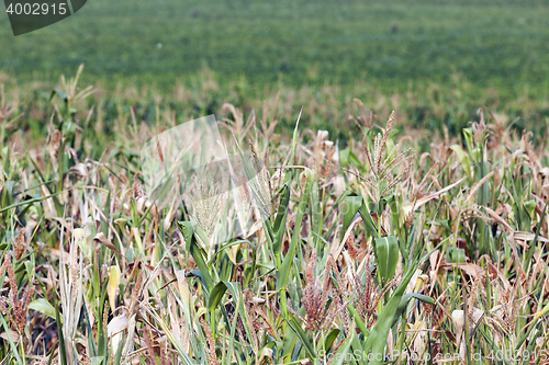 Image of Field with corn