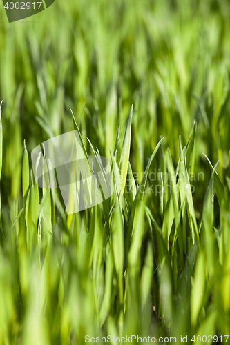 Image of Field of wheat