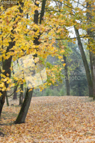 Image of autumn in the park