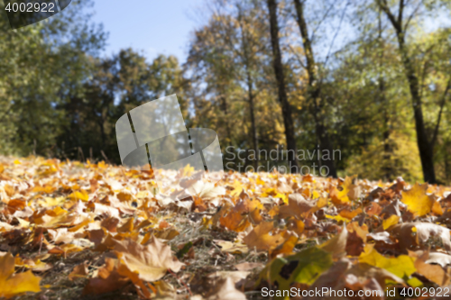 Image of autumn in the park