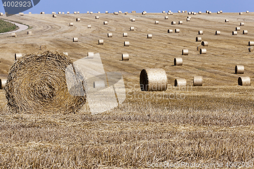 Image of haystacks in a field of straw