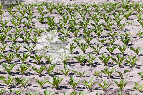 Image of field with beetroot