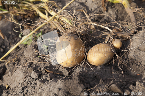 Image of Potatoes on the ground