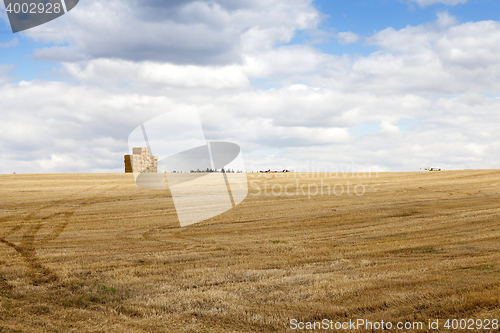 Image of stack of wheat straw