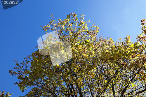 Image of yellowed maple leaves