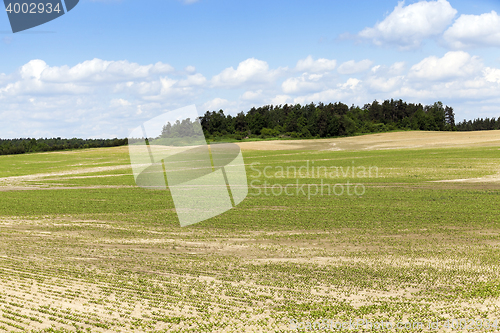 Image of field with beetroot