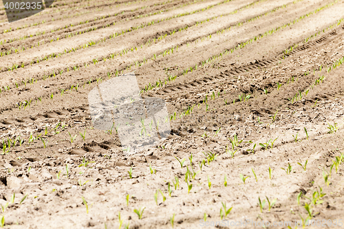 Image of green corn. Spring