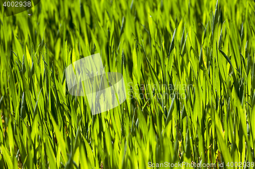 Image of cereal close up