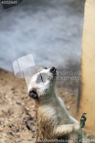 Image of Meerkat