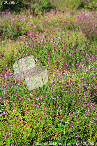 Image of thyme plants with flowers