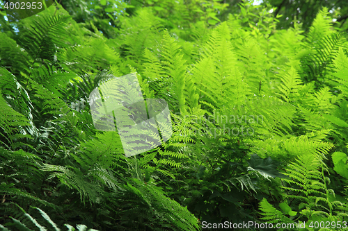 Image of green fern leaves texture