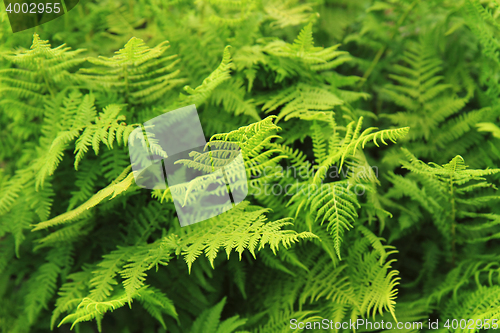 Image of green fern leaves texture