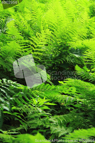 Image of green fern leaves texture