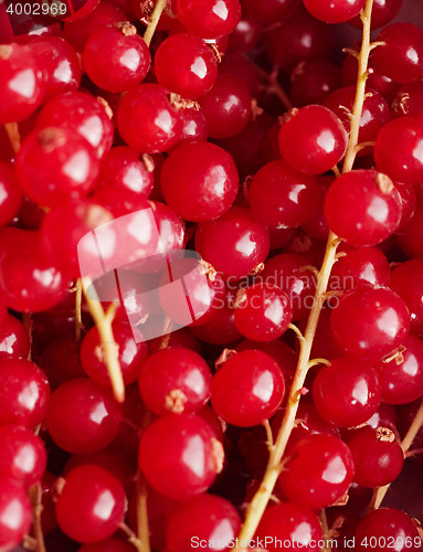 Image of background of red berries in closeup