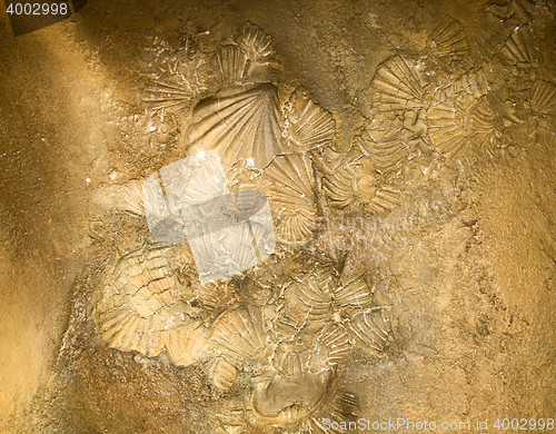 Image of Shell sediment abstract