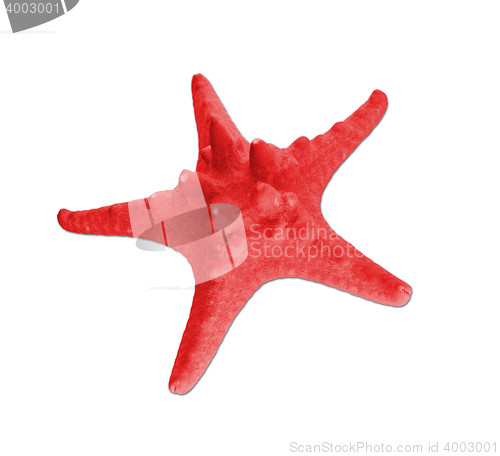 Image of One beautiful starfish