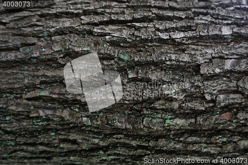 Image of dark bark tree texture