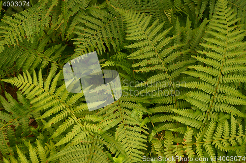 Image of green fern leaves texture