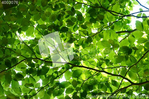 Image of green beech tree leaves