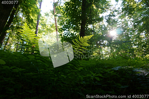 Image of green dark forest 