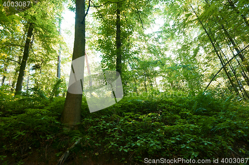 Image of green dark forest 