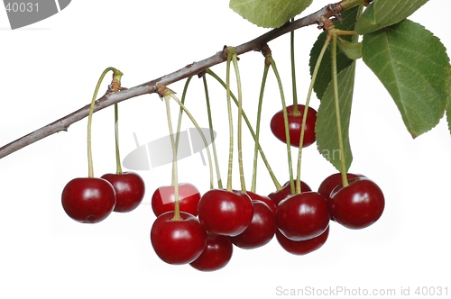 Image of Cherries