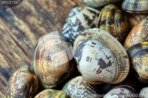 Image of Shells of many types and sizes