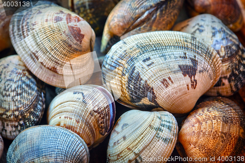 Image of Shells of many types and sizes 