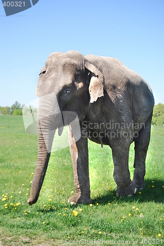 Image of Happy elephant