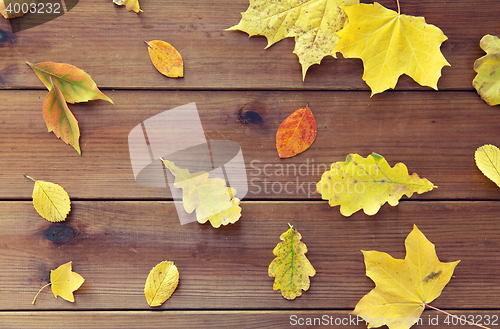 Image of set of many different fallen autumn leaves