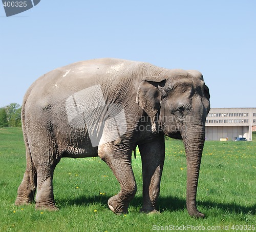 Image of Elephant