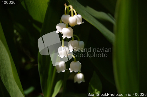 Image of Mayflowers