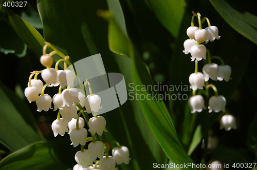 Image of Mayflowers