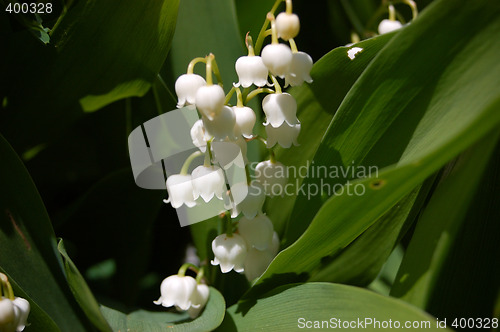Image of Bells
