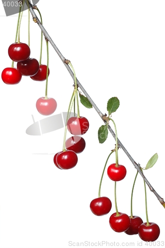 Image of Cherries