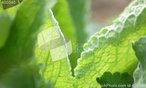 Image of Green Colour