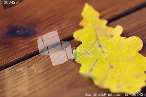 Image of close up of yellow oak tree autumn leaf on wood