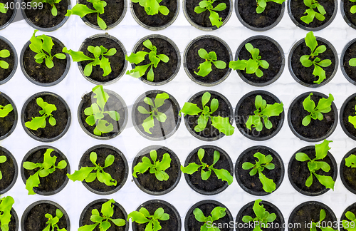 Image of Plants starting to grow