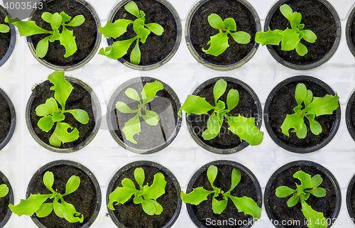 Image of Plants starting to grow
