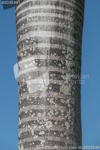 Image of Palmtree bark
