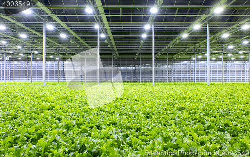 Image of Lettuce in greenhouse