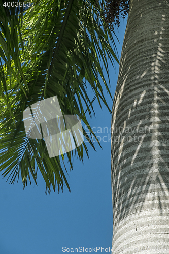 Image of Palmtree bark