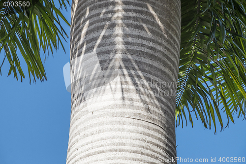 Image of Palmtree bark